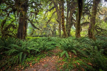 Hall of Mosses