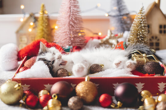 Cute kitten yawning and lying in box with santa hat and christmas baubles in lights. Cozy winter