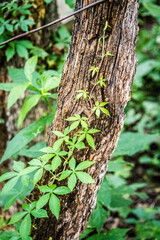 tree trunk with ivy