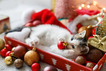Adorable kitten playing with christmas bauble at festive decor, tree and ornaments in warm lights
