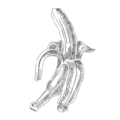 Banana with peeled skin sketch from the contour black brush lines different thickness on white background. Vector illustration.