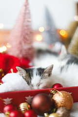 Obraz premium Cute kitten sleeping on cozy santa hat with red and gold ornaments with warm festive lights