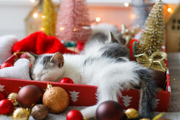 Adorable kitten sleeping on cozy santa hat with red and gold baubles in festive lights