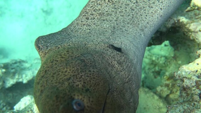 Moray eels, Pisces - type bone fish Osteichthyes, Moray eels (Muraenidae), Giant moray eels.