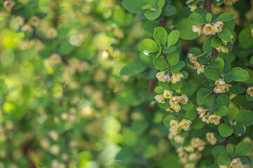 Barberry bush in bloom. Left side blurred