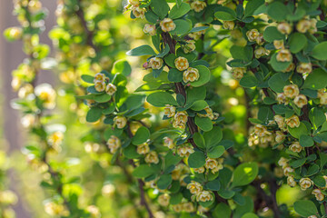 Barberry bush in bloom. 