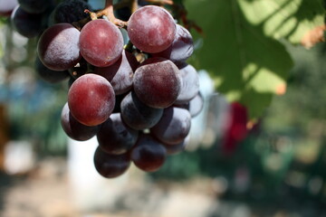 juicy ripe grapes ready for harvest in autumn