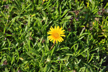 High angle close-up view of a single yellow daisy in a field of green ground plants