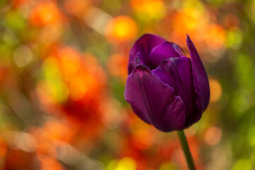Tulip head on a vivid ground. Right side