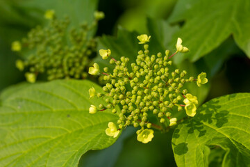 Hortensia almost burst into blossom. Focus in the cluster center