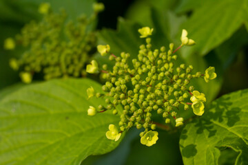 Hortensia almost burst into blossom. Focus on opened flowers