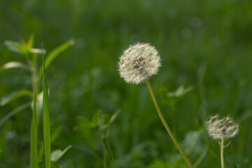 Dandelion and small spider