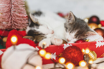 Adorable two kittens sleeping on cozy santa hat with baubles in festive box with christmas lights