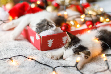 Adorable two kittens sleeping on cozy santa hat with baubles in festive box with christmas lights