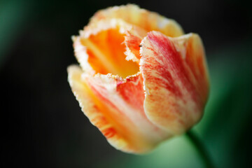 Tulips in garden, tulips in spring