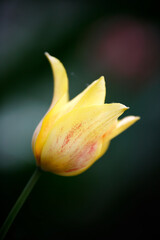 Tulips in garden, tulips in spring