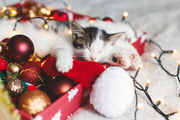 Cute kitten sleeping on cozy santa hat with red and gold ornaments with warm festive lights