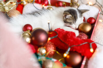 Cute kitten sleeping on cozy santa hat with red and gold ornaments with warm festive lights