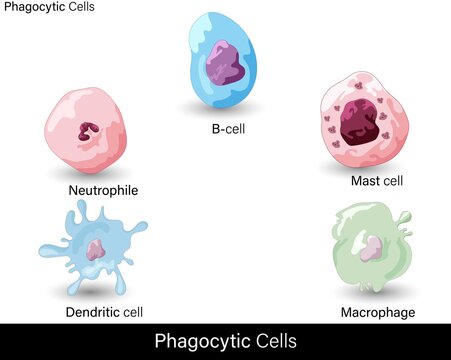 vector of Cells of the immune system involved in  phagocytic mechanism : B cell, Mast cell, Neutrophil, Macrophage, dendritic cell