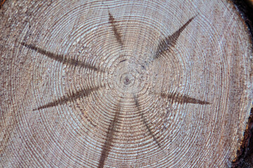 Wycinka lasu. Pnie drzew przy drodze. © Artur Łuczka