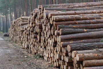 Wycinka lasu. Pnie drzew przy drodze. © Artur Łuczka