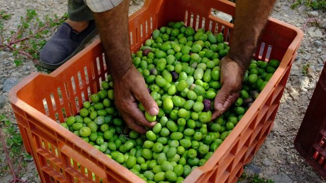 Slow motion of the hands of a farmer who enter a boxes and show the freshly harvested olives during the harvest of the day and in the sunlight, letting them fall slowly. Harvest Concept