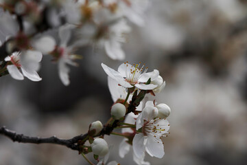 The fruits blossom in spring