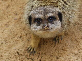 Fototapeta premium meerkat on guard