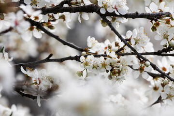 The fruits blossom in spring