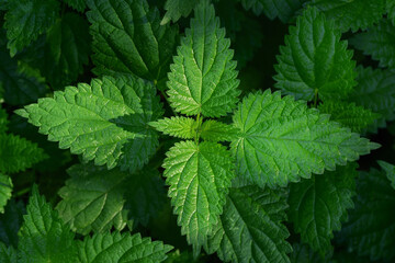 Fototapeta na wymiar Green nettle leaves are photographed from above, creating a fresh background