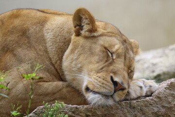 
Lioness sleeping with her head on her paws, portrait