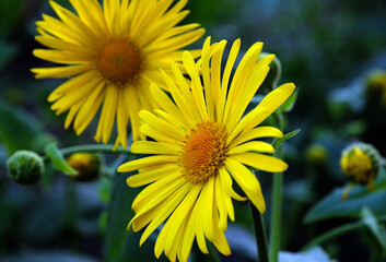 Yellow daisies