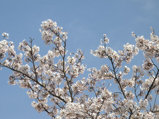 ソメイヨシノ