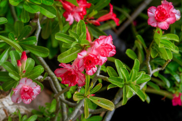 Adenium obesum desert rose close up
