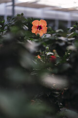 Closeup shot of a beautiful orange impatient flower in a garden