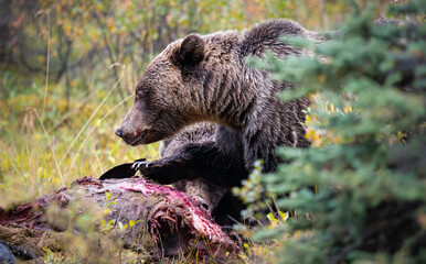 Grizzly bears in the wild