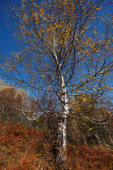 Fototapeta premium Colorful mountain landscape. Autumn in the mountains.
