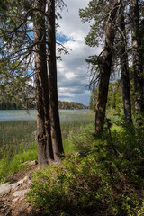 Pine trees sit beside a lake with grass, water, mountains and clouds in the background on a sunny day.