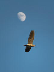 The beautiful bird is flying to the Moon