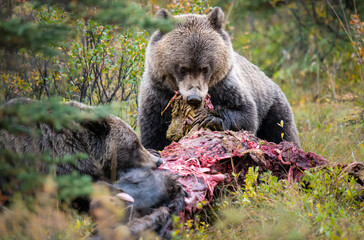 Grizzly bears in the wild