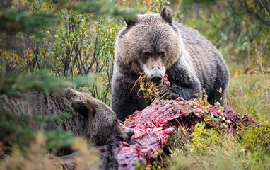 Grizzly bears in the wild