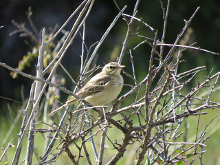 sparrow on a branch