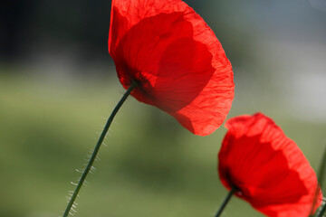 Obraz premium Poppy flowers in spring, may