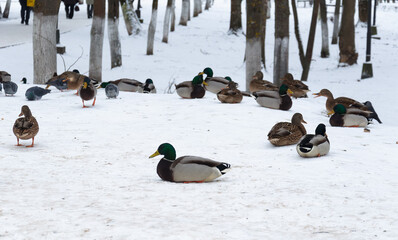 Ducks sit in the snow in a city park.