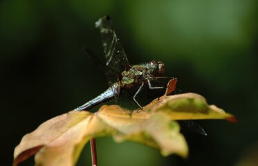 Black Tailed Skipper Dragonfly