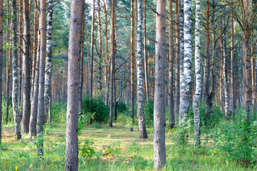 Pine forest in summer. Russia sunny day. August.