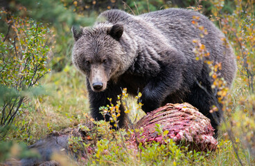 Grizzly bears in the wild