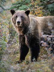 Fototapeta premium Grizzly bears in the wild