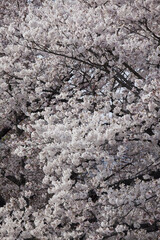 ソメイヨシノ