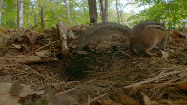 Footage of chipmunk coming out of burrow into forest, Quebec, Canada